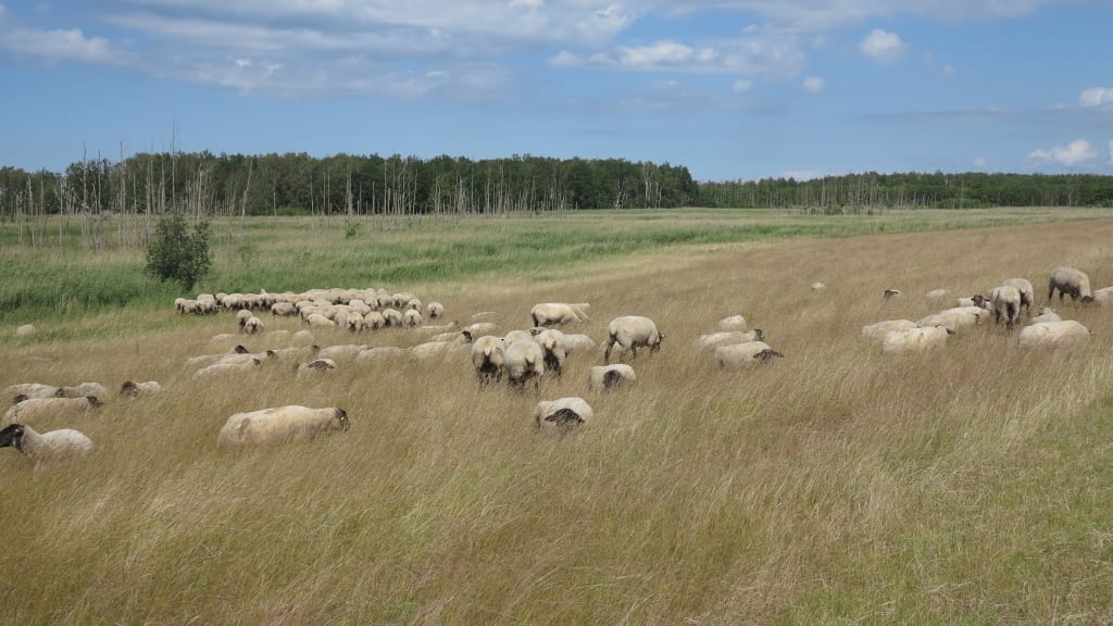 Schafe im hohen Gras