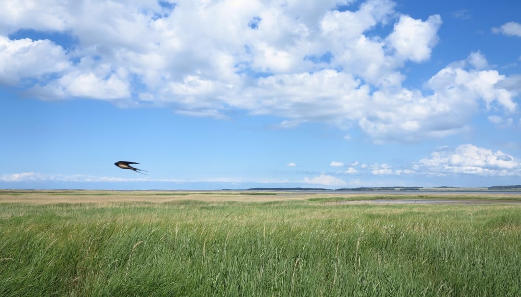 Flache Landschaft mit Meer und Vogel