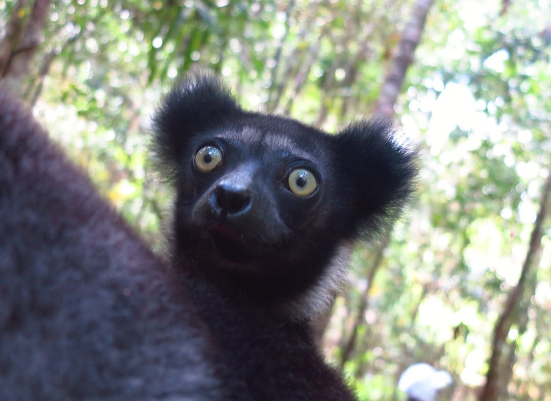 Lemur mit Glubschaugen