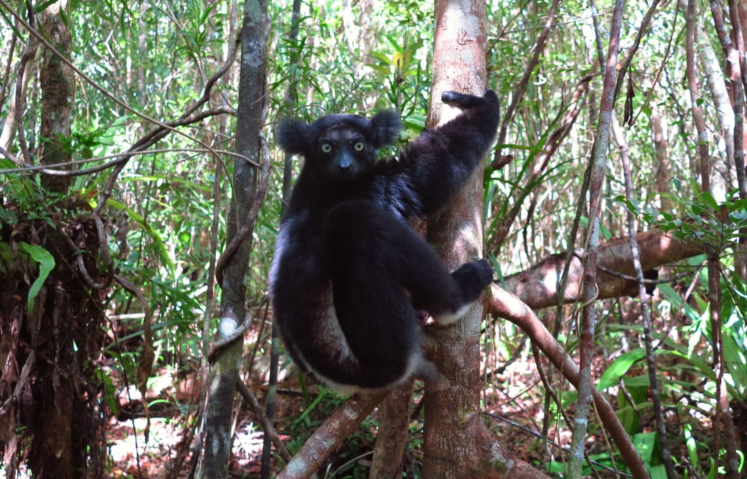 Lemur mit Puschelohren