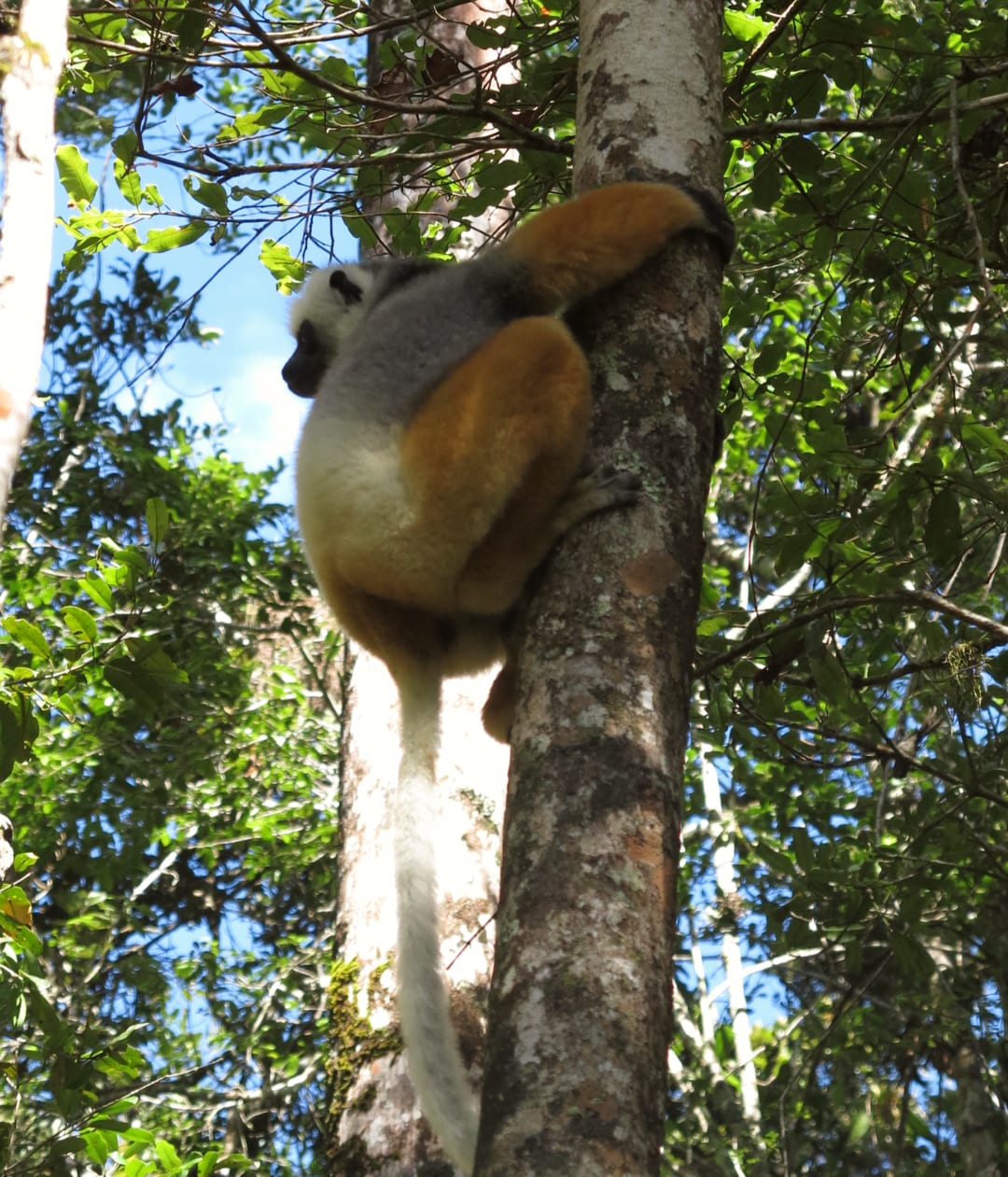 Lemur auf einem Baum