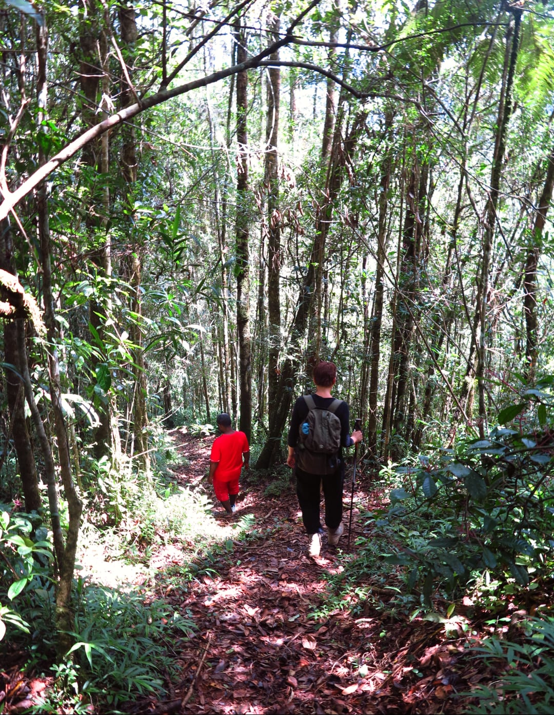 Wanderung durch einen Wald