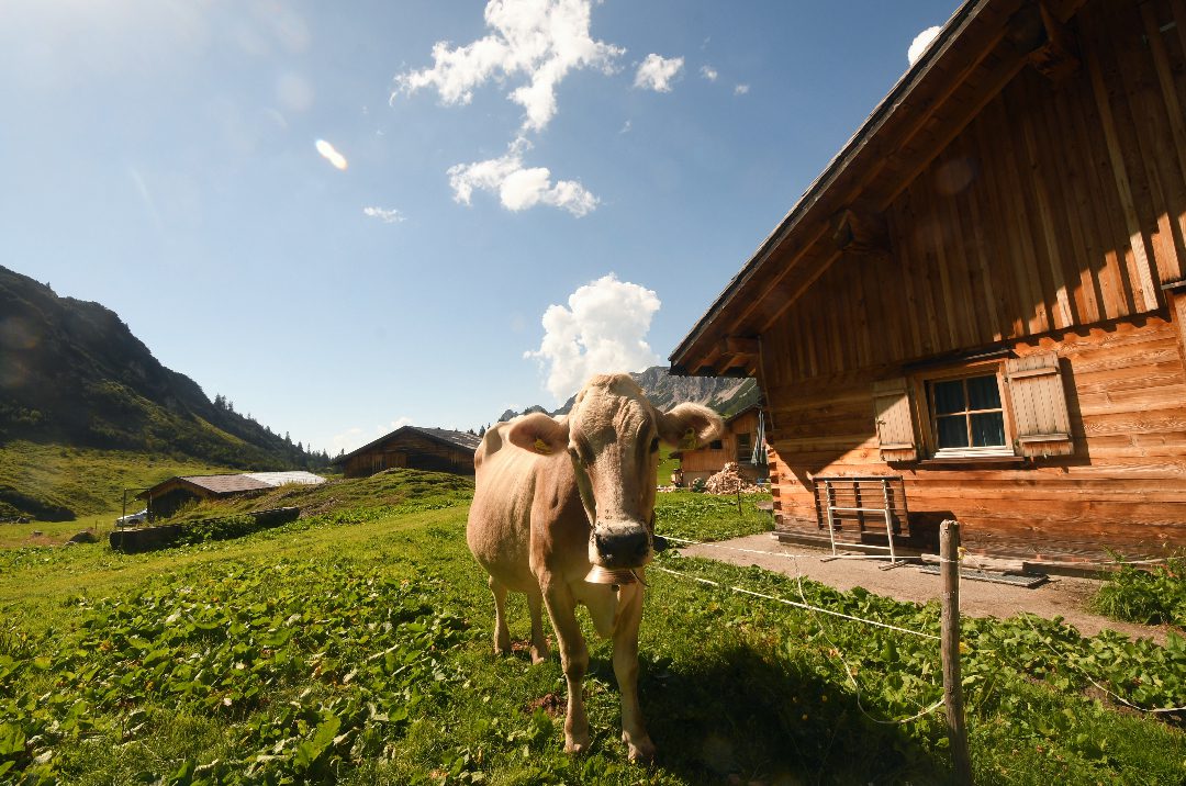 Kuh neben Holzhütte in den Bergen