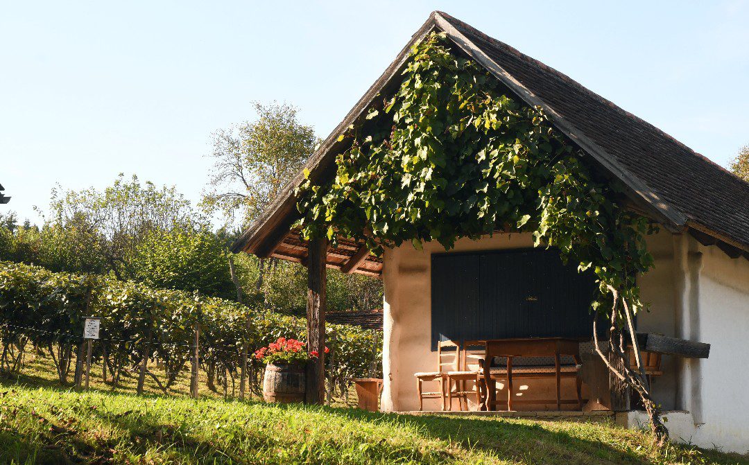 Weinkeller mit Weinberg