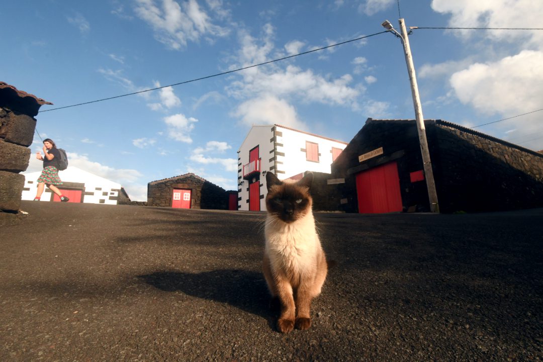 Katze vor schwarzen Lavasteinhäuschen