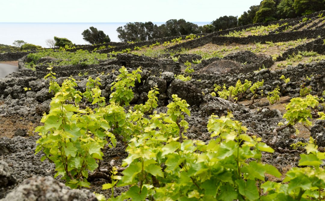 Weinfelder und das Meer im Hintergrund