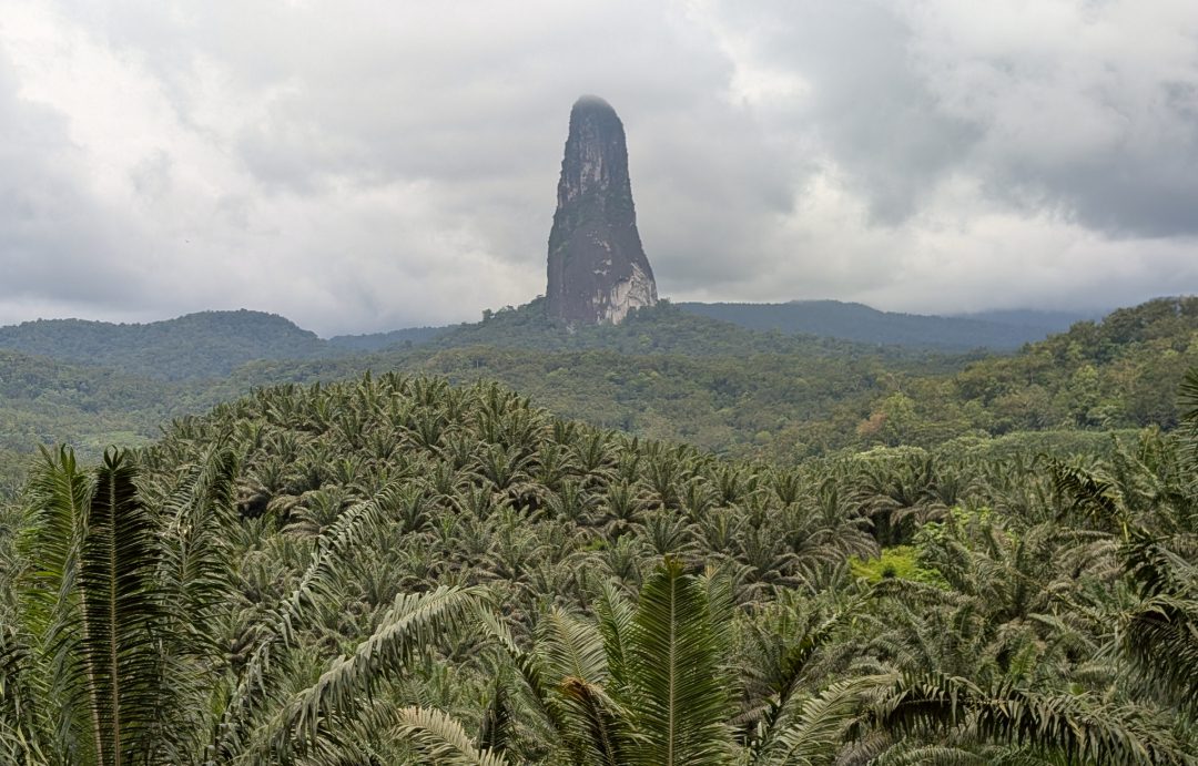 Phallusförmiger Felsen in einem Meer aus Palmen
