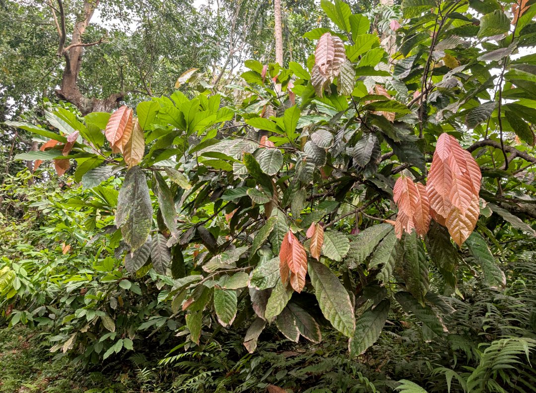 Kakaobaum
