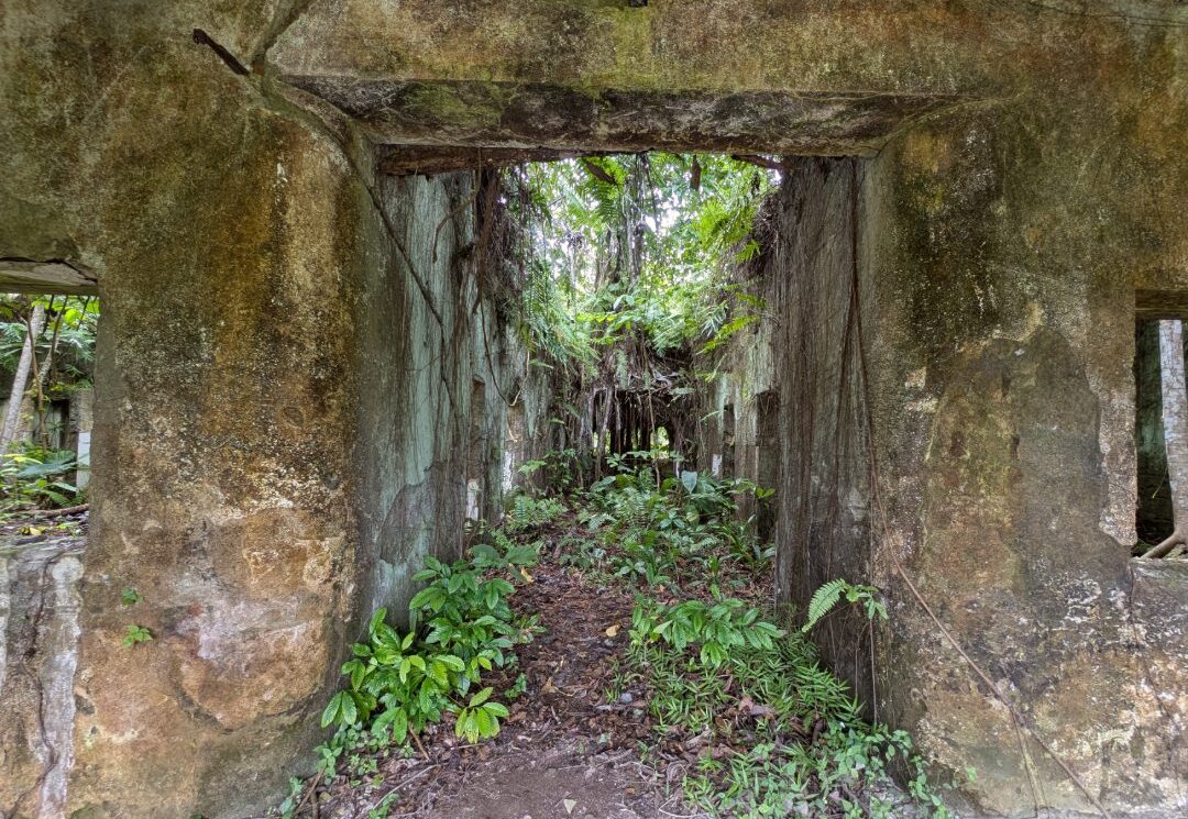 Überwucherte Ruine im Wald